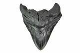 Bargain, Fossil Megalodon Tooth - Georgia #151572-1